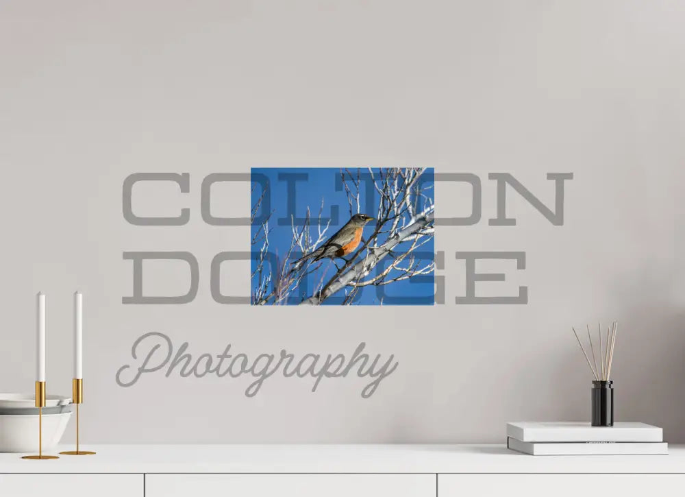 12 x 9″, Photo Print On Fuji Crystal DP II American Robin