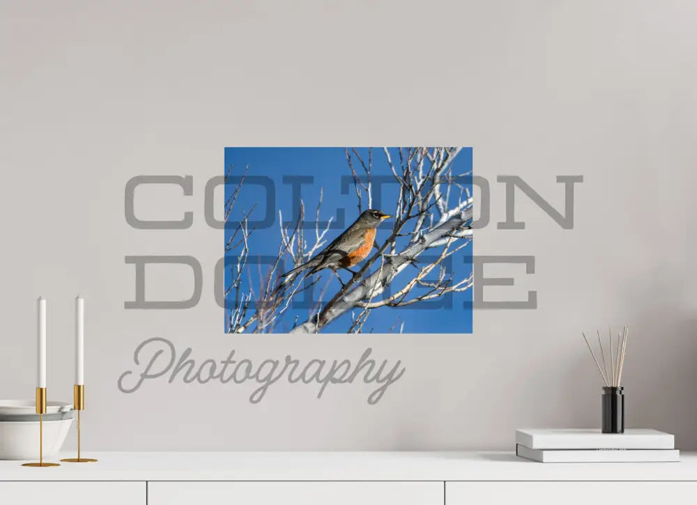 16 x 12″, Photo Print On Fuji Crystal DP II American Robin