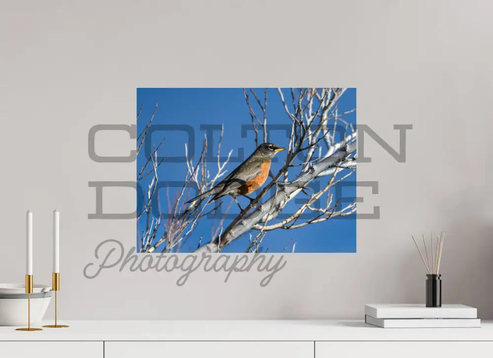 20 x 15″, Photo Print On Fuji Crystal DP II American Robin