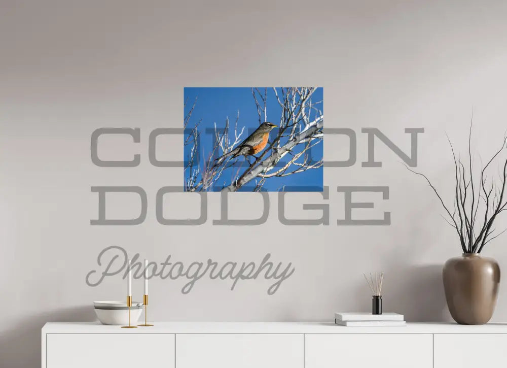 24 x 18″, Photo Print On Fuji Crystal DP II American Robin