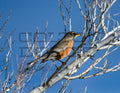 American Robin - Digital