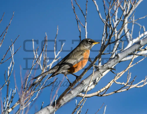 American Robin - Digital