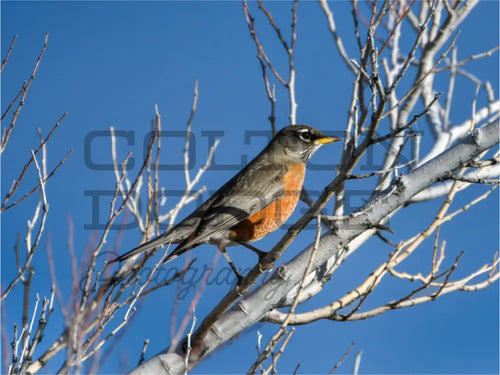 Main image American Robin