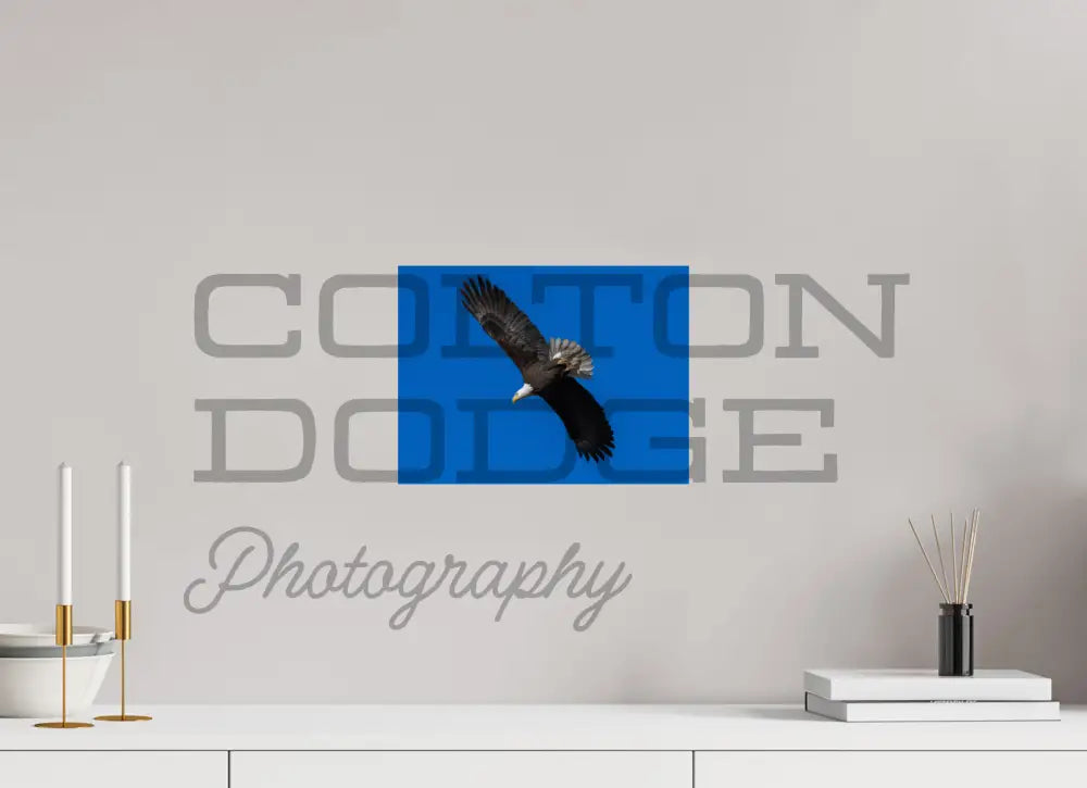 12 x 9″, Photo Print On Fuji Crystal DP II Bald Eagle