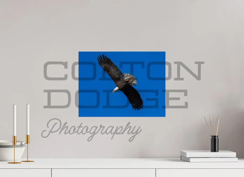 16 x 12″, Photo Print On Fuji Crystal DP II Bald Eagle