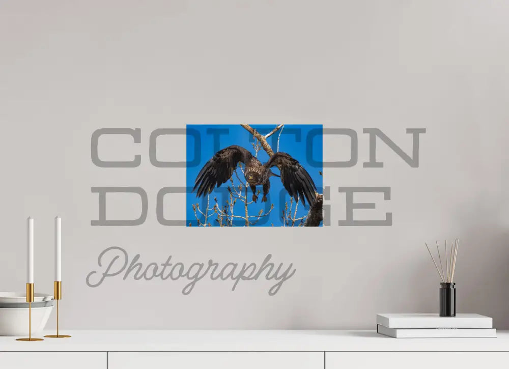 12 x 9″, Photo Print On Fuji Crystal DP II Bald Eagle 2