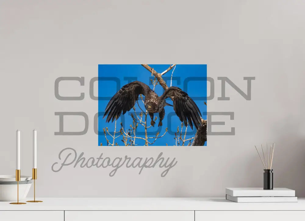 16 x 12″, Photo Print On Fuji Crystal DP II Bald Eagle 2