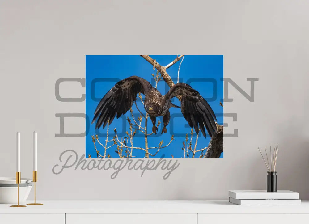 20 x 15″, Photo Print On Fuji Crystal DP II Bald Eagle 2