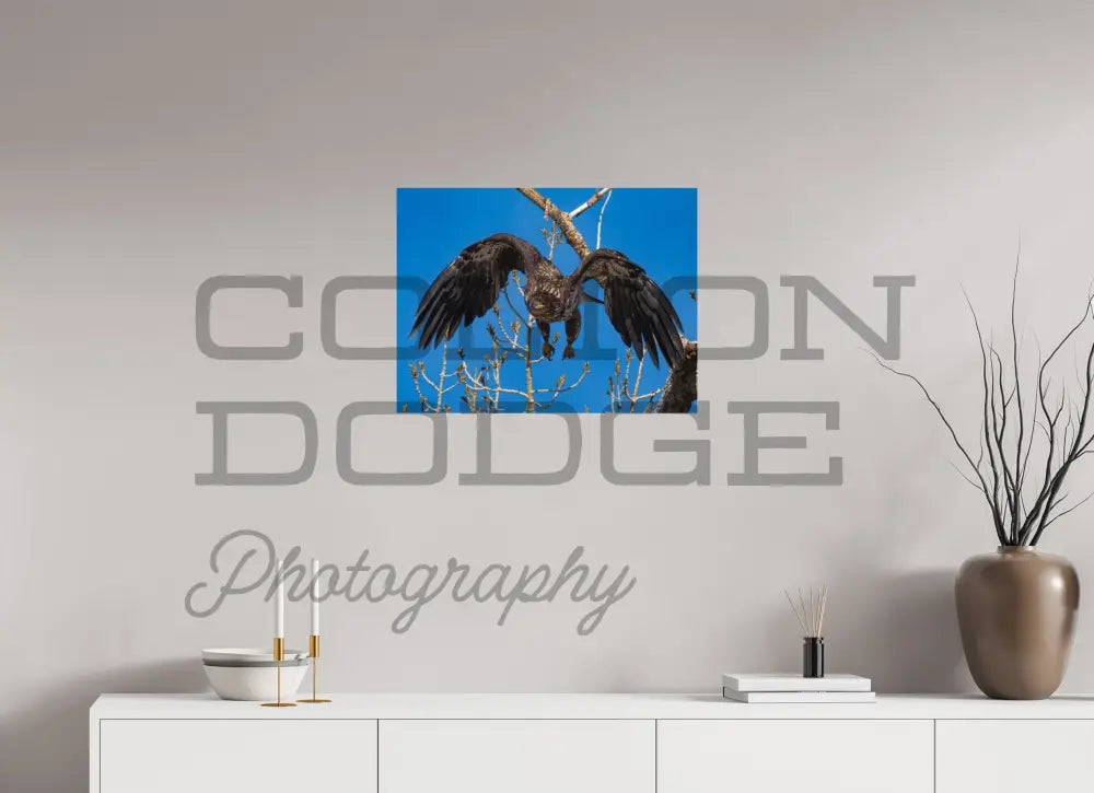 24 x 18″, Photo Print On Fuji Crystal DP II Bald Eagle 2