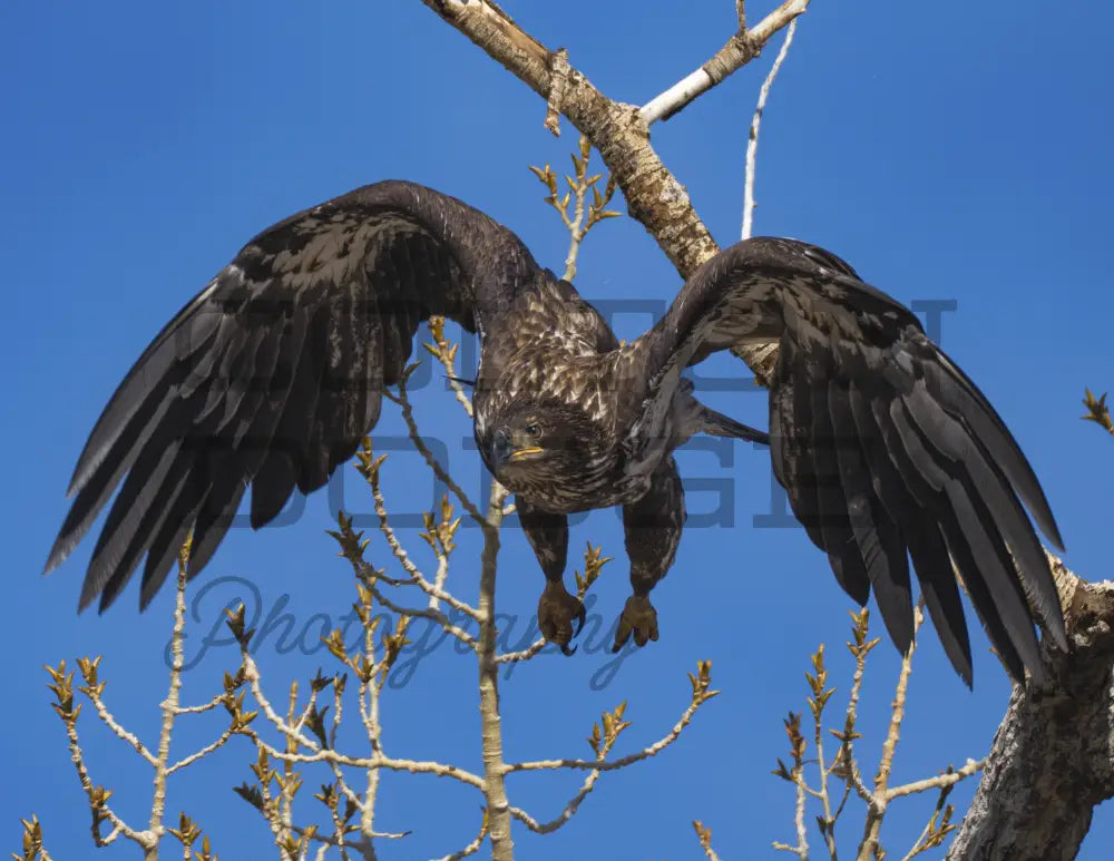 Bald Eagle 2 Download