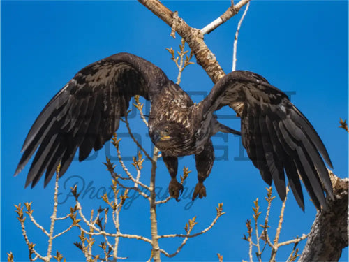 Main image Bald Eagle 2