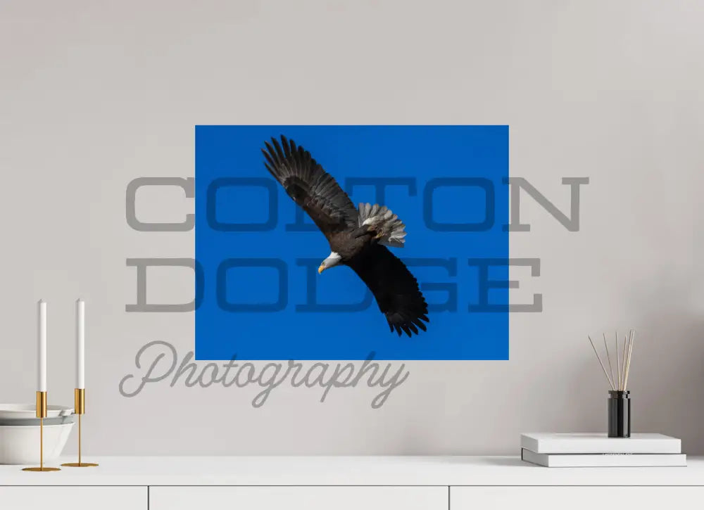 20 x 15″, Photo Print On Fuji Crystal DP II Bald Eagle