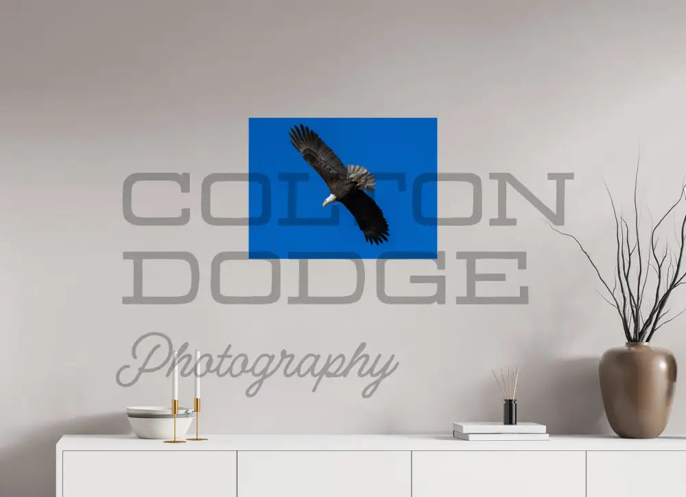 24 x 18″, Photo Print On Fuji Crystal DP II Bald Eagle