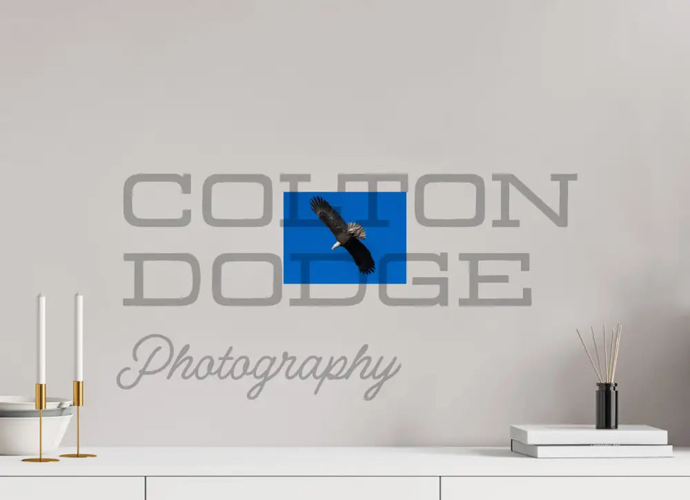 8 x 6″, Photo Print On Fuji Crystal DP II Bald Eagle