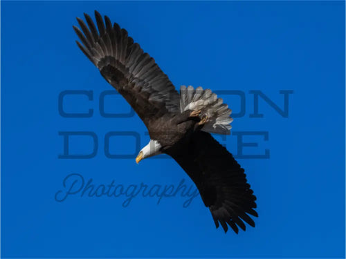 Main image Bald Eagle