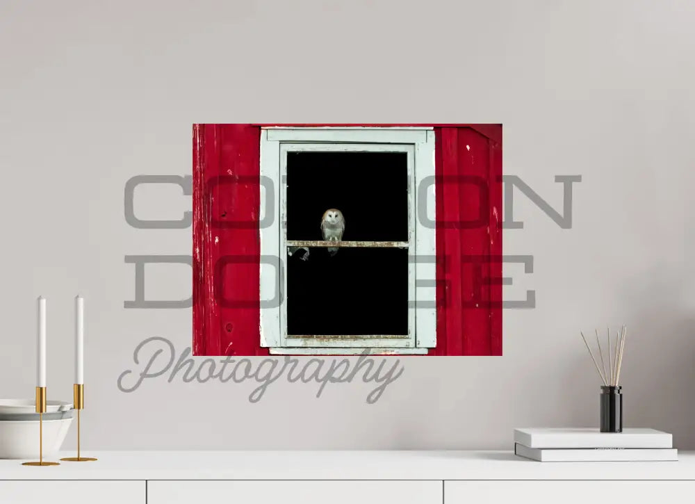 20 x 15″, Photo Print On Fuji Crystal DP II Barn Owl