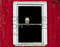 Barn Owl Download