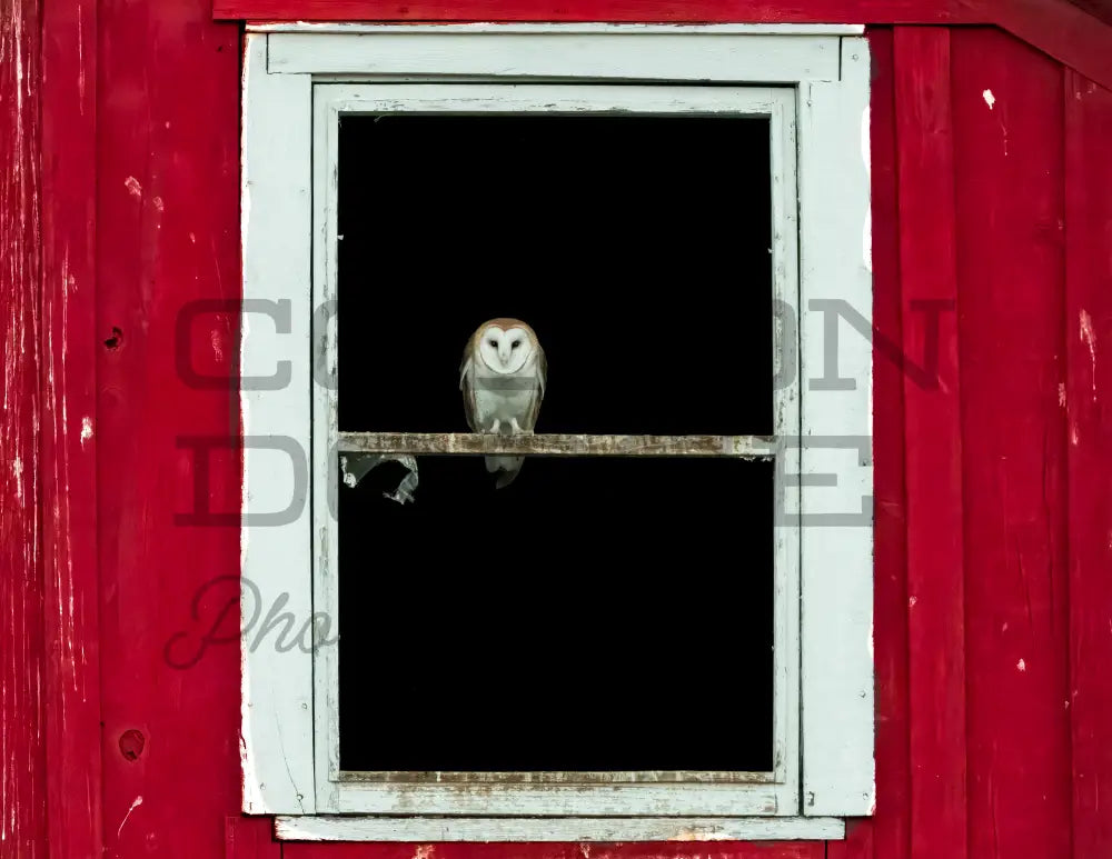 Barn Owl Download