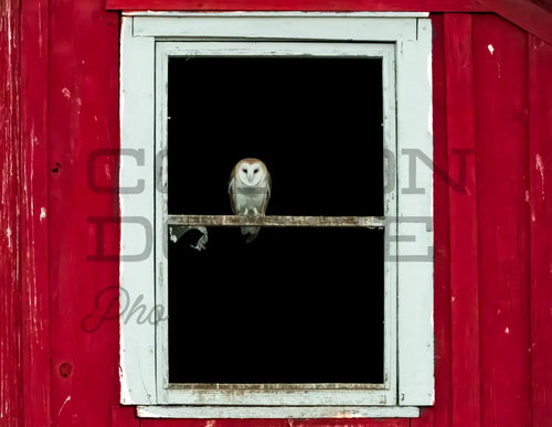 Barn Owl Download