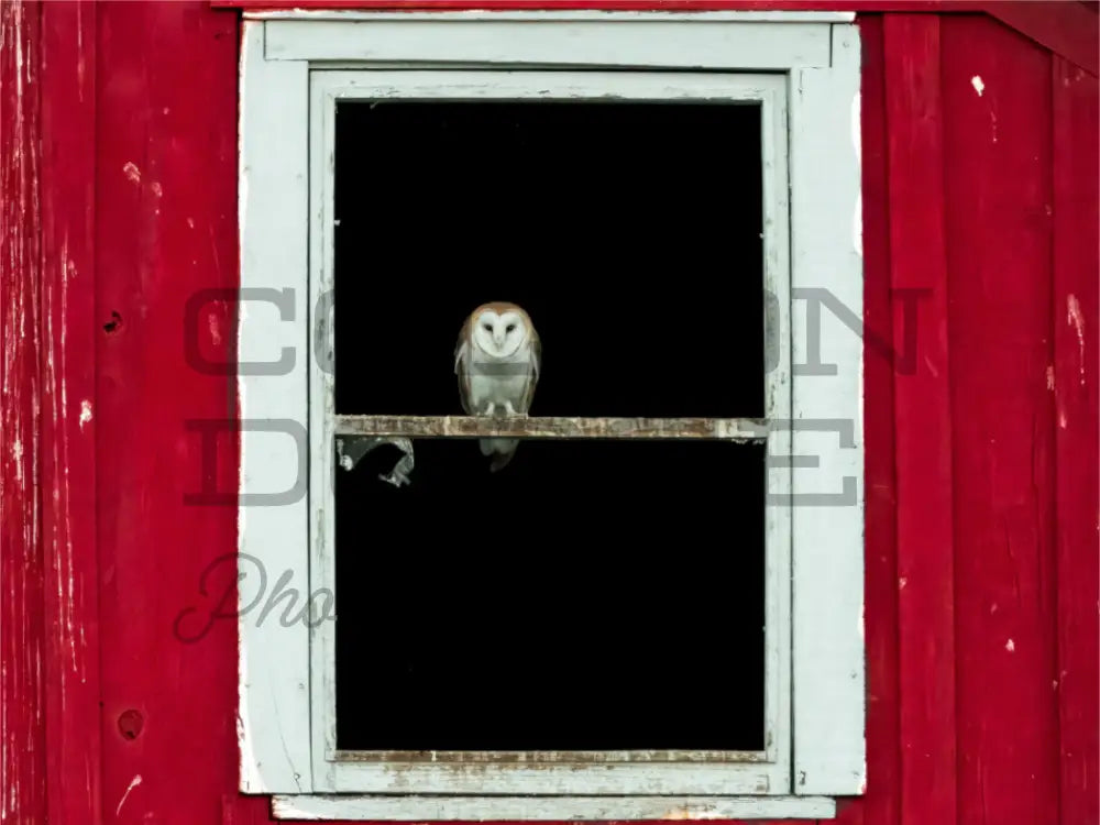 Main image Barn Owl