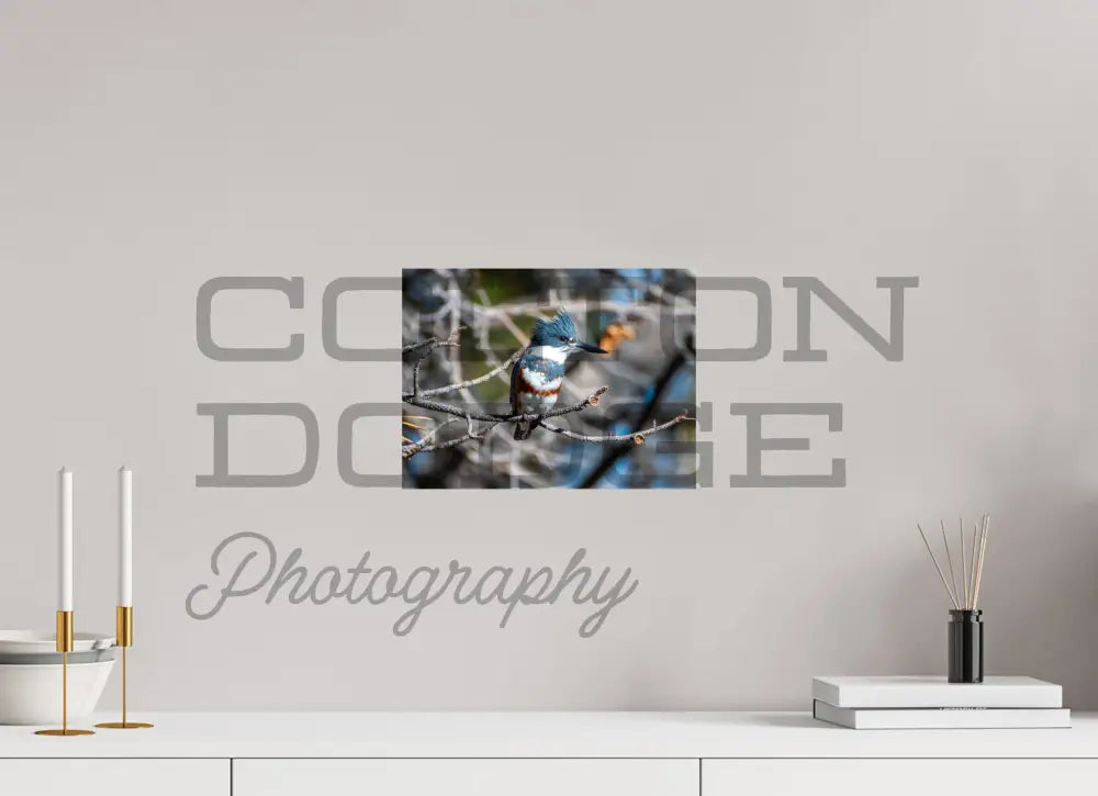 12 x 9″, Photo Print On Fuji Crystal DP II Belted King Fisher