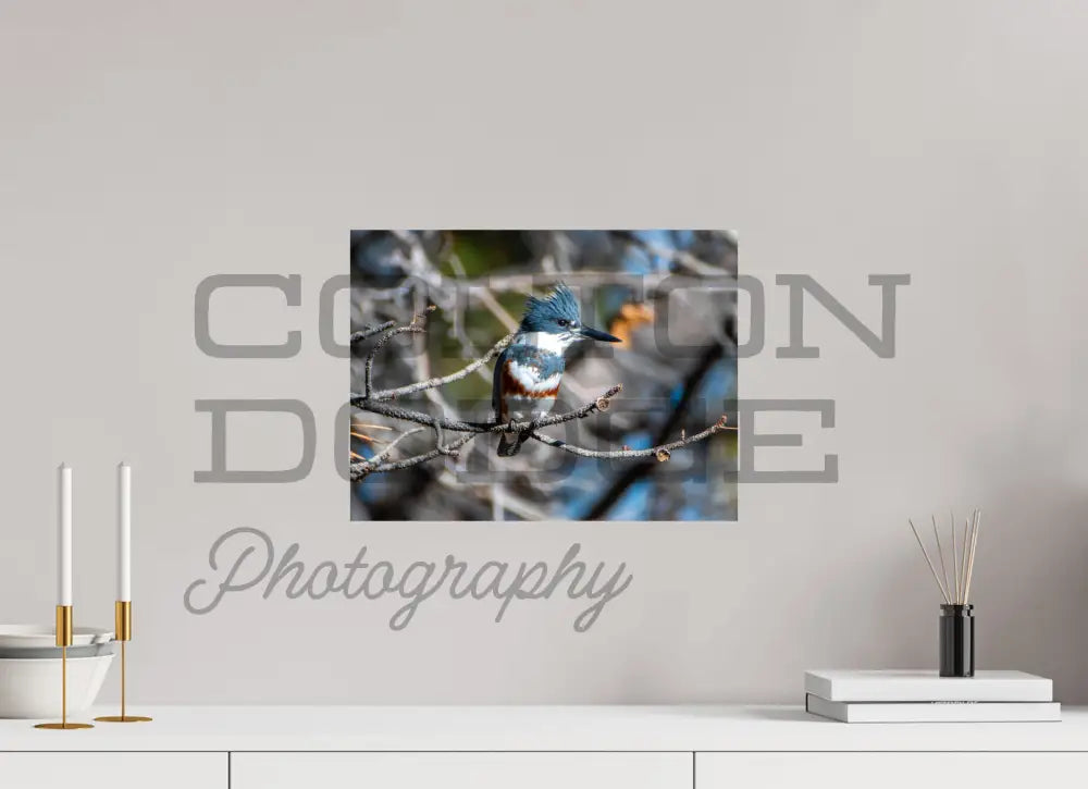 16 x 12″, Photo Print On Fuji Crystal DP II Belted King Fisher