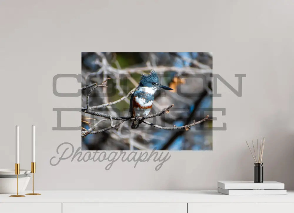 20 x 15″, Photo Print On Fuji Crystal DP II Belted King Fisher