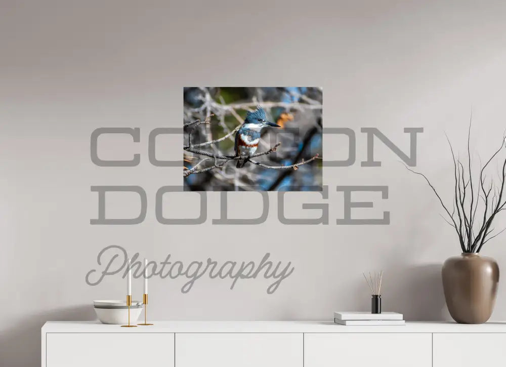 24 x 18″, Photo Print On Fuji Crystal DP II Belted King Fisher