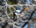 Belted King Fisher 1