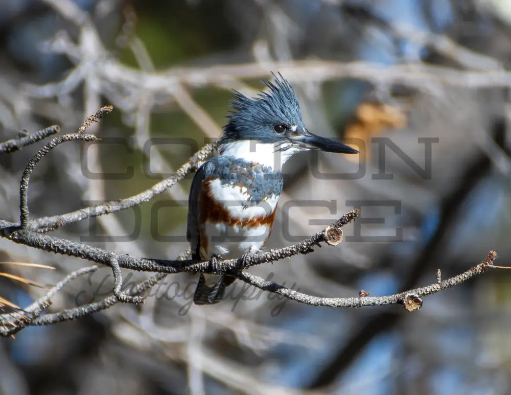 Belted King Fisher 1