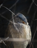 Black Crowned Nigh Heron 1 - Digital
