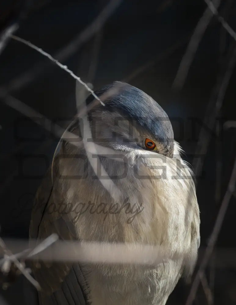 Black Crowned Nigh Heron 1 - Digital