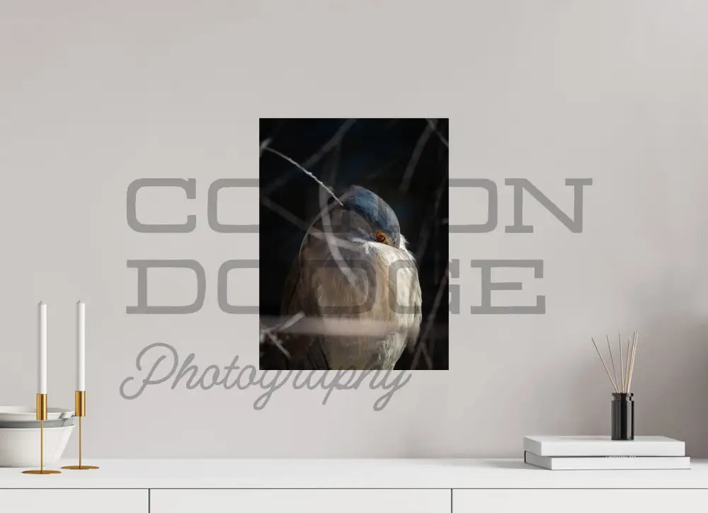 12 x 16″, Photo Print On Fuji Crystal DP II Black Crowned Nigh Heron