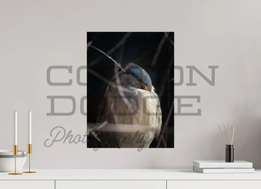 15 x 20″, Photo Print On Fuji Crystal DP II Black Crowned Nigh Heron