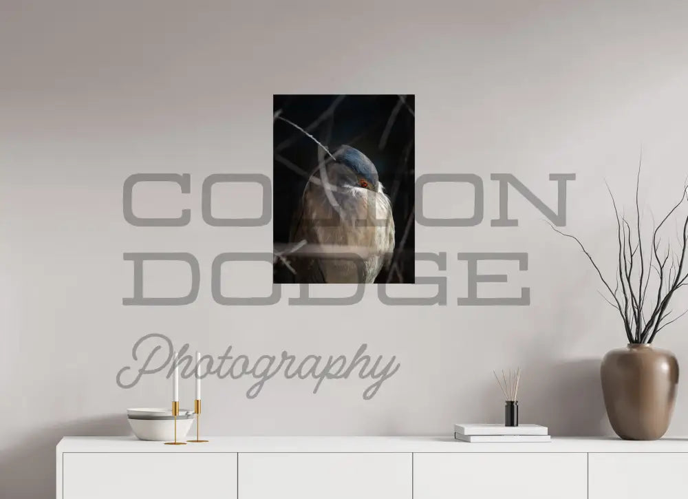 18 x 24″, Photo Print On Fuji Crystal DP II Black Crowned Nigh Heron