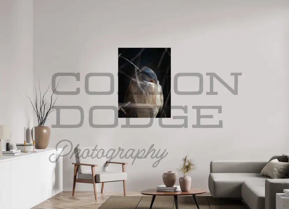 30 x 40″, Photo Print On Fuji Crystal DP II Black Crowned Nigh Heron