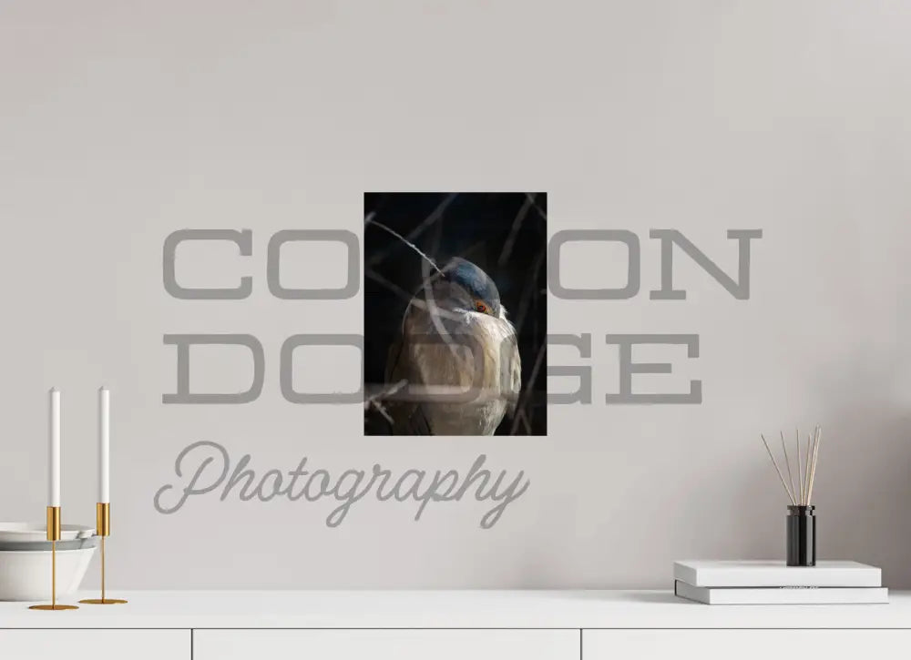 9 x 12″, Photo Print On Fuji Crystal DP II Black Crowned Nigh Heron