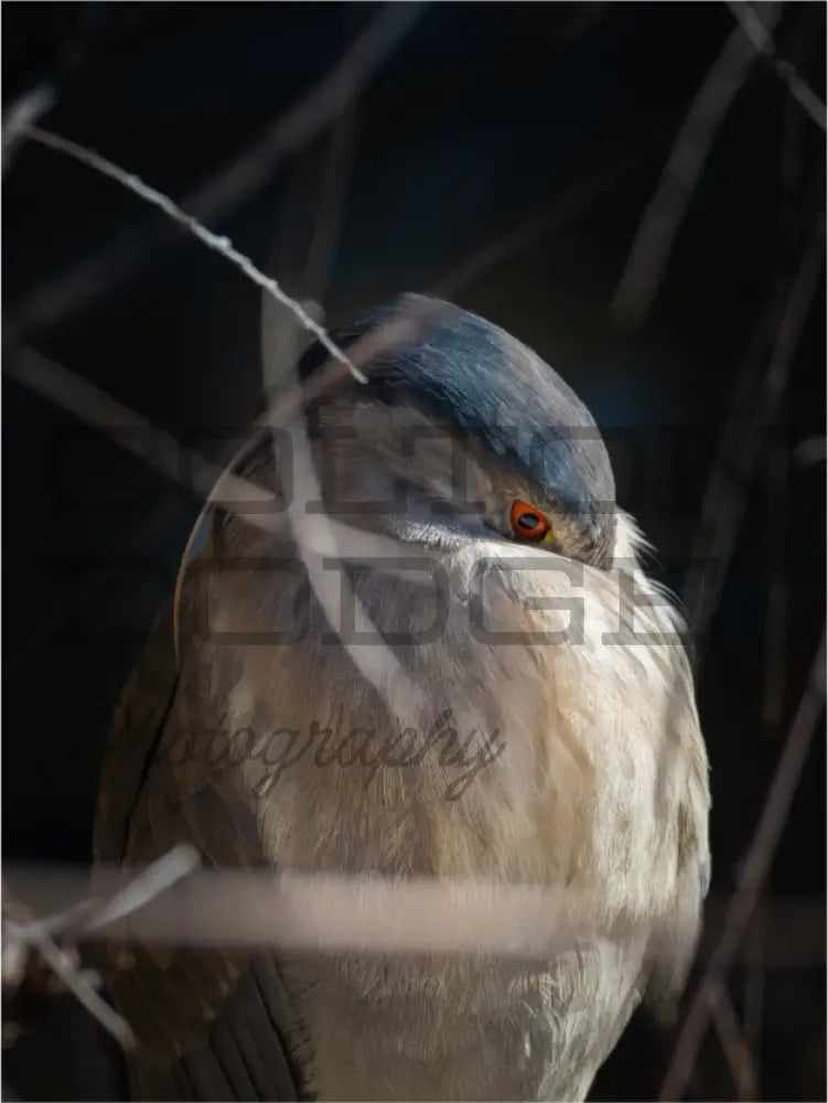 Main image Black Crowned Nigh Heron