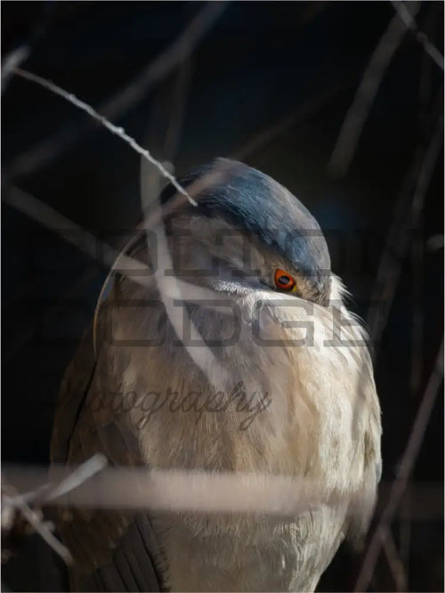 Main image Black Crowned Nigh Heron