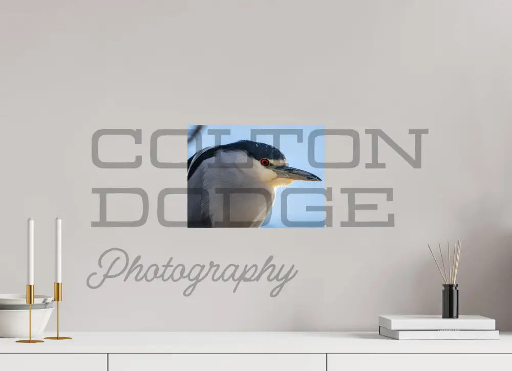 12 x 9″, Photo Print On Fuji Crystal DP II Black Crowned Night Heron 2