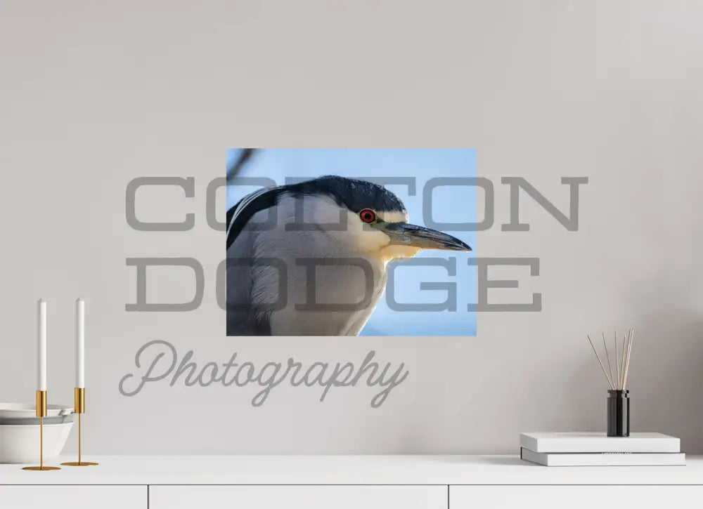 16 x 12″, Photo Print On Fuji Crystal DP II Black Crowned Night Heron 2