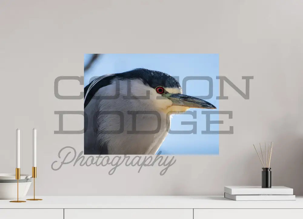 20 x 15″, Photo Print On Fuji Crystal DP II Black Crowned Night Heron 2