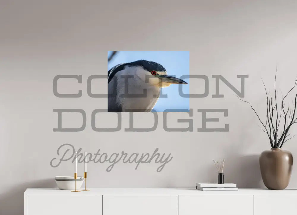 24 x 18″, Photo Print On Fuji Crystal DP II Black Crowned Night Heron 2