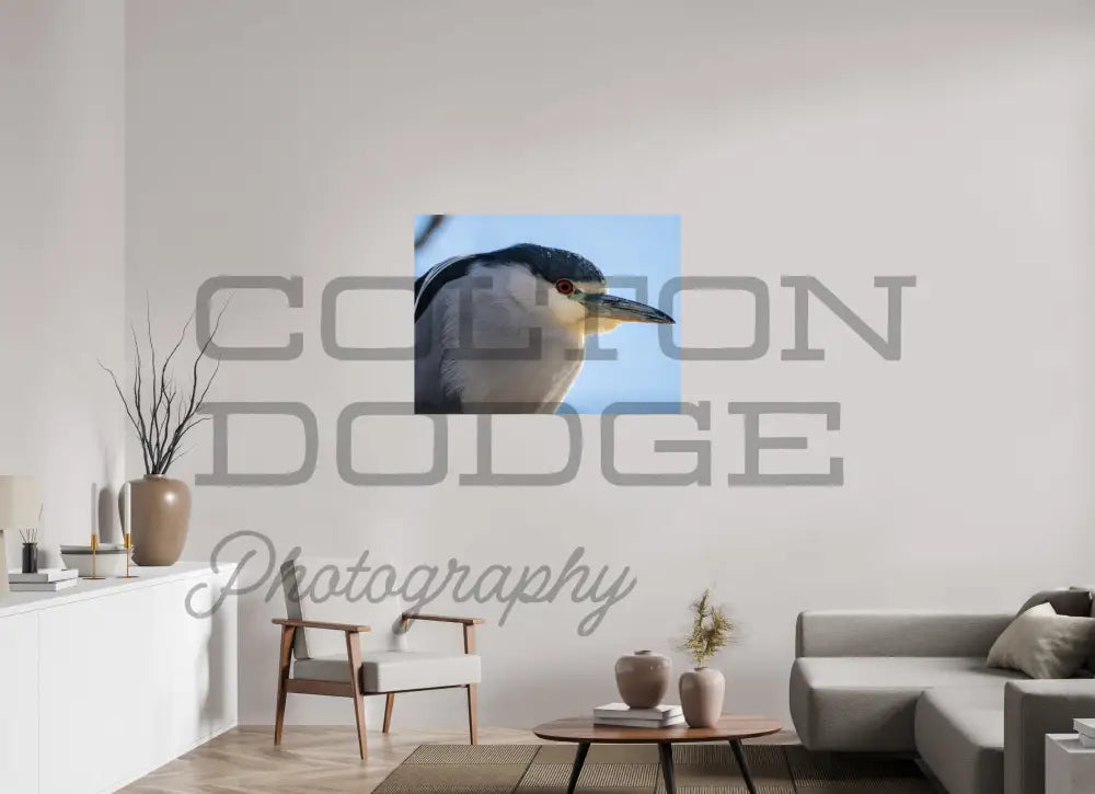 40 x 30″, Photo Print On Fuji Crystal DP II Black Crowned Night Heron 2