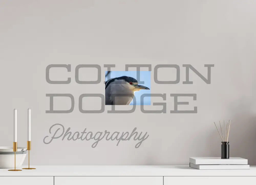 8 x 6″, Photo Print On Fuji Crystal DP II Black Crowned Night Heron 2
