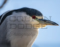 Black Crowned Night Heron 2 - Digital