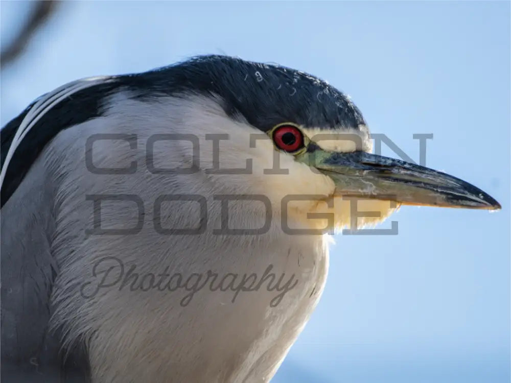Main image Black Crowned Night Heron 2