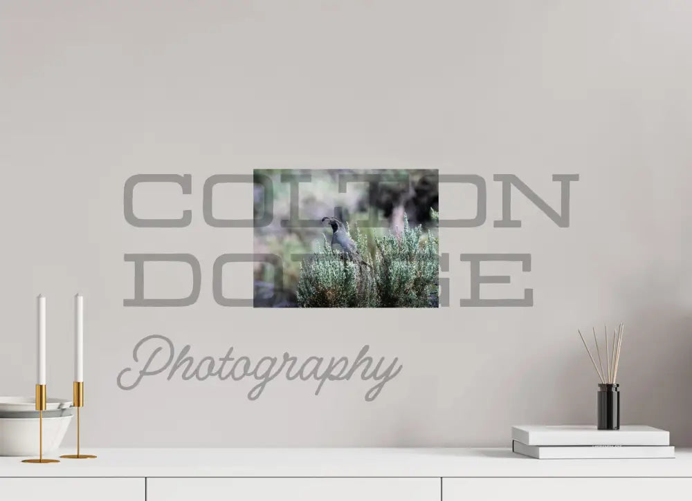 12 x 9″, Photo Print On Fuji Crystal DP II California Quail