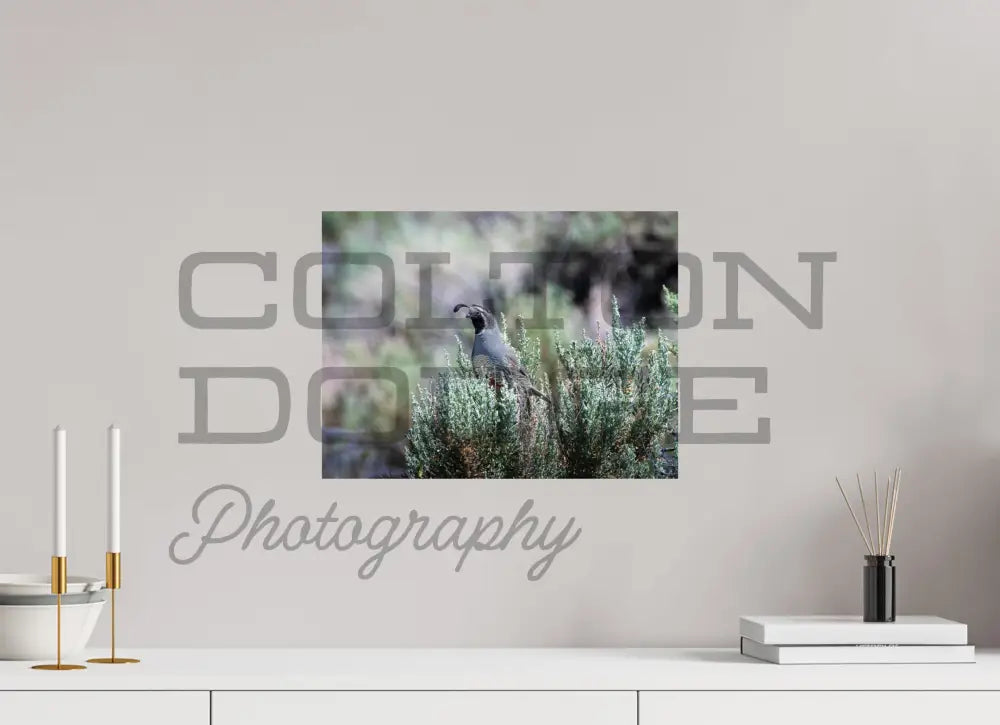 16 x 12″, Photo Print On Fuji Crystal DP II California Quail