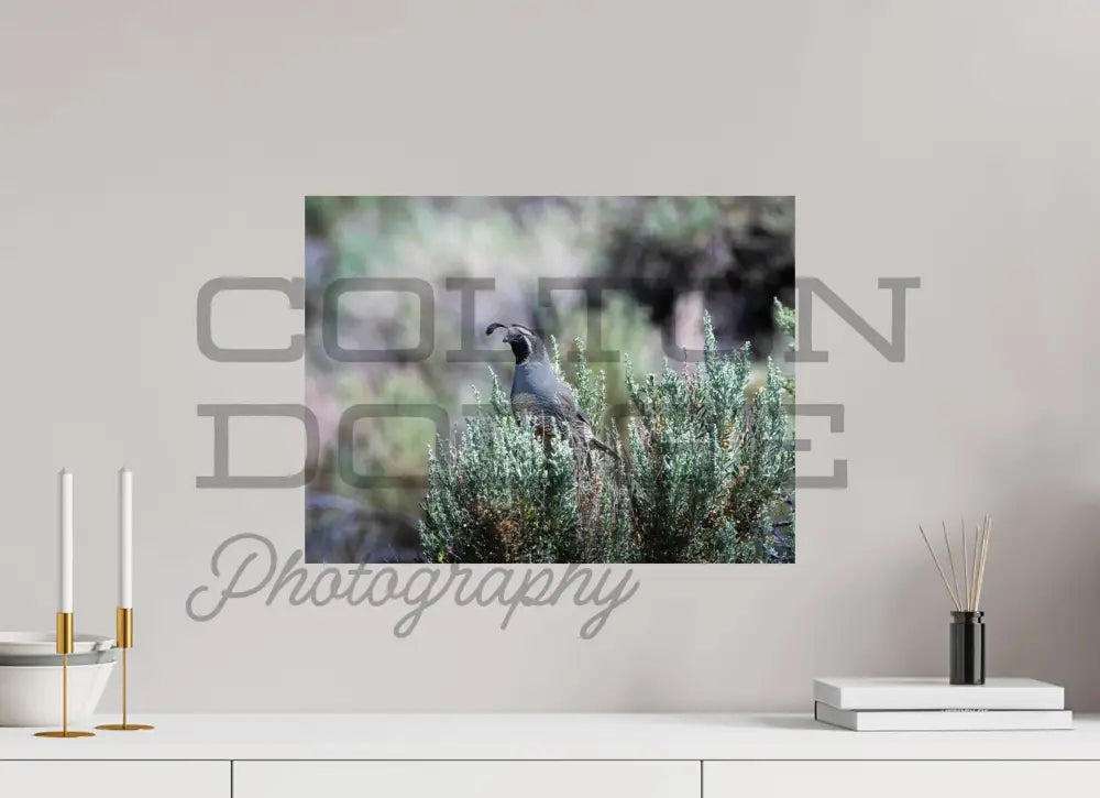 20 x 15″, Photo Print On Fuji Crystal DP II California Quail